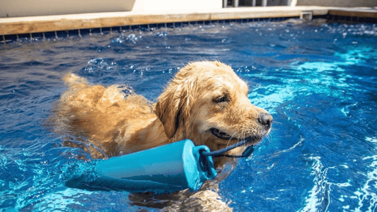Ultimate Guide to Keeping Your Pool Safe And Clean For Dogs - Sutro, Inc