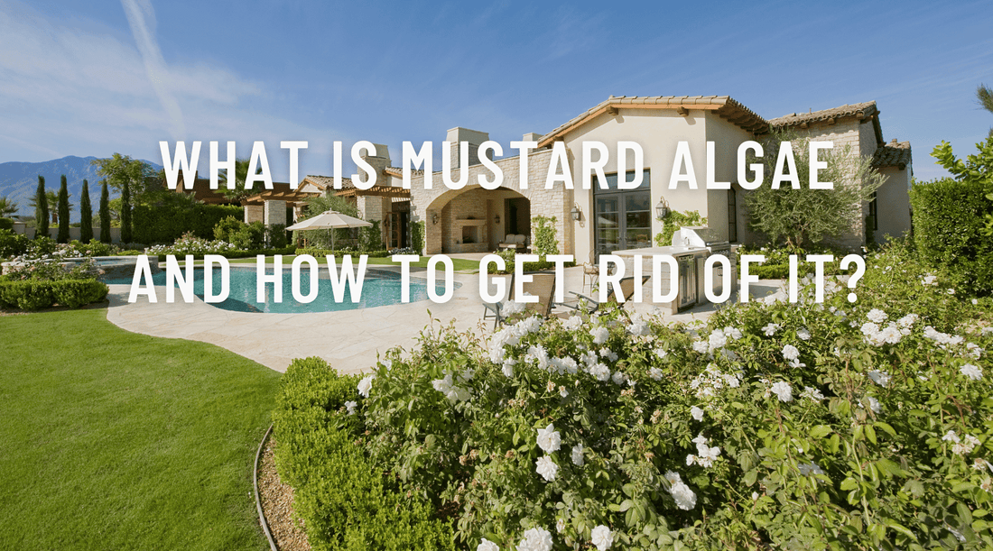 What is mustard algae and how to get rid of it?