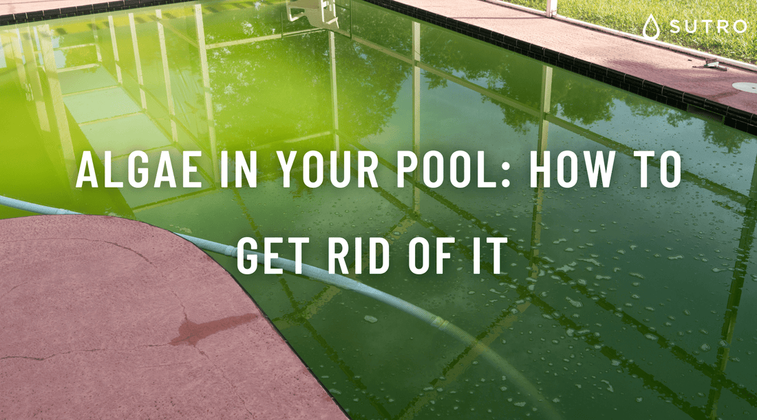 Algae in your Pool: How to get rid of it (without a Vacuum and Chemica ...