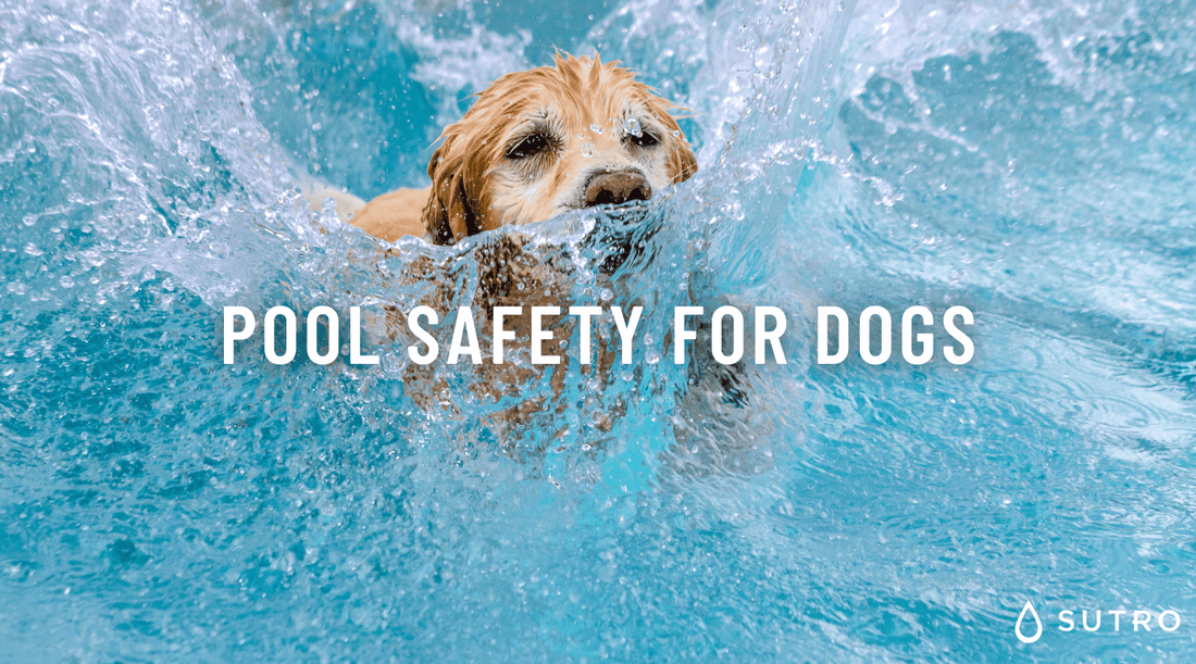 Pool Safety for Dogs - Sutro, Inc